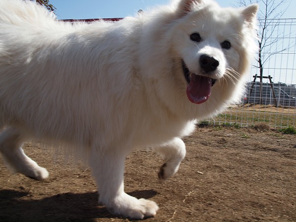 200902ドッグラン毛呂山 04_c0109780_192337.jpg