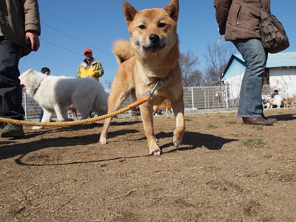 200902ドッグラン毛呂山 04_c0109780_1924193.jpg