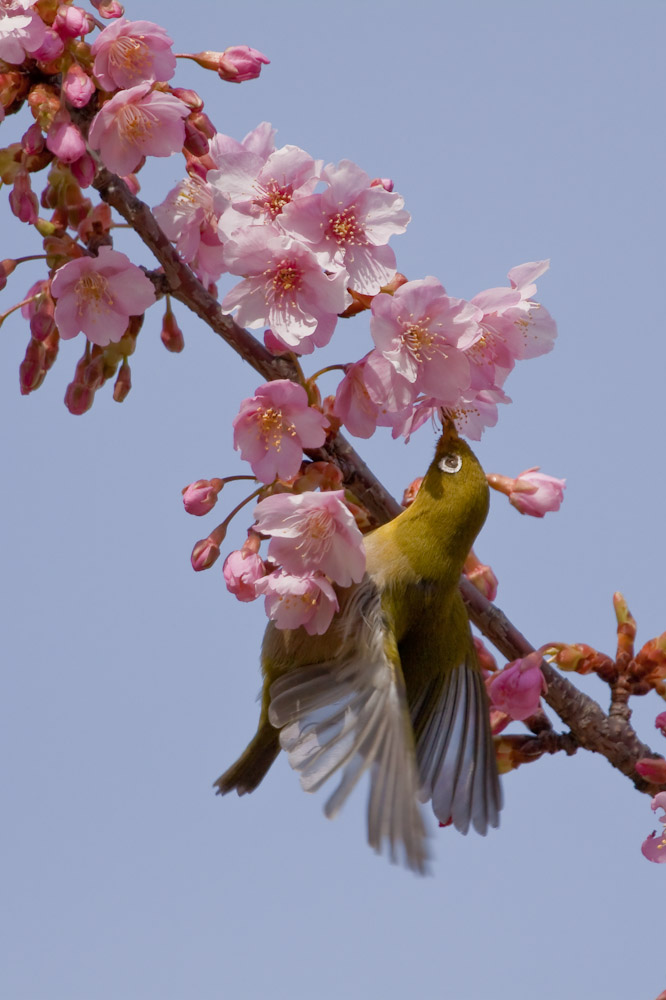 カワヅザクラ（河津桜）　メジロひっきりなしに_a0083081_16214293.jpg