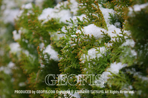 庭先の四季　雪から雨に_b0007284_1264285.jpg