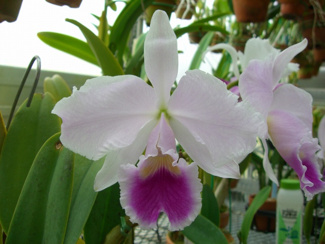 カトレア：トリアネイ : Orchid Junior