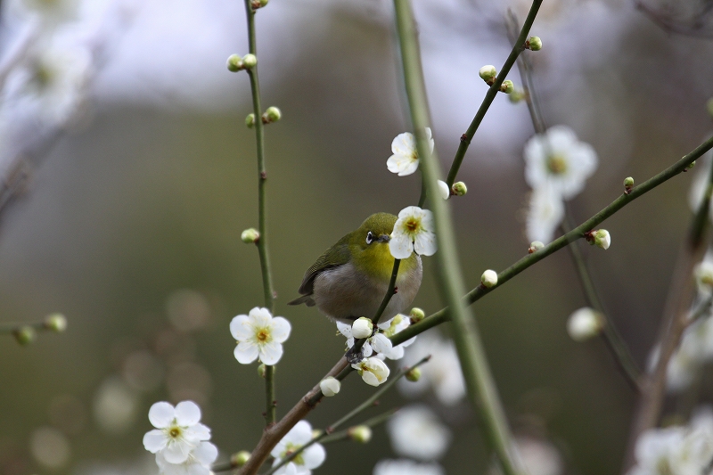 野の花が好き_f0144289_9274382.jpg