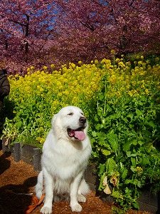 桜まつり_e0158895_21133192.jpg