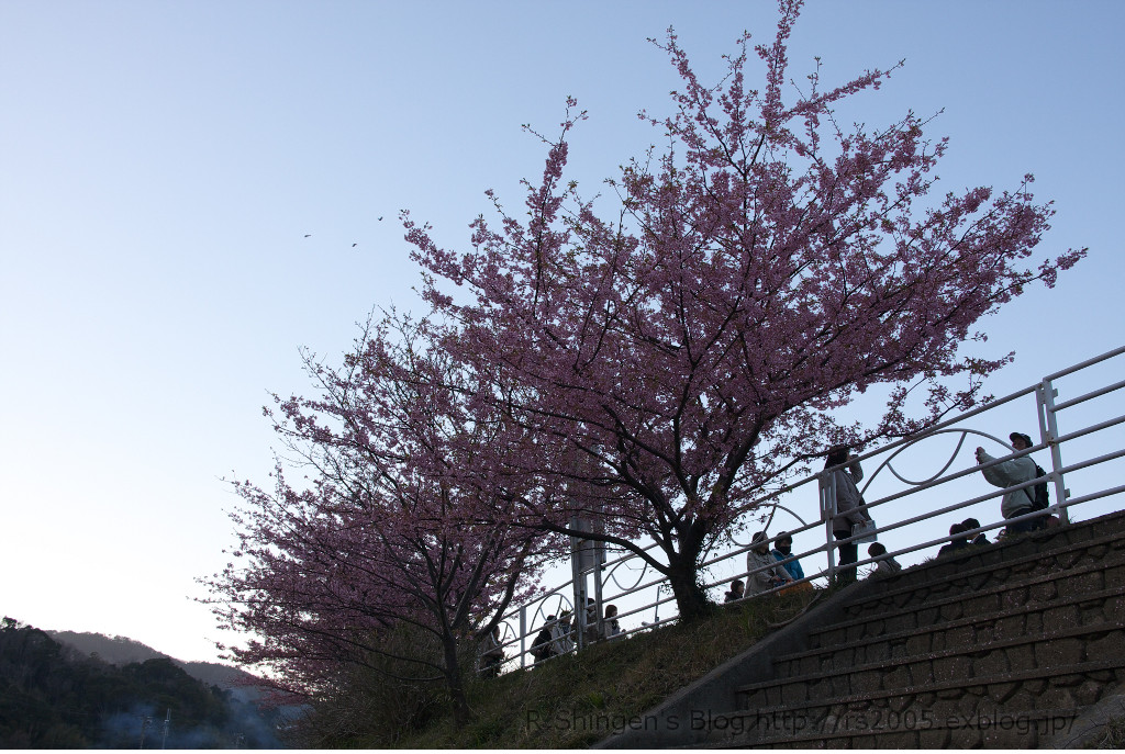 河津桜_c0025498_2340591.jpg