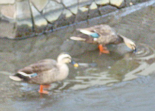 c0138198_17454958.jpg