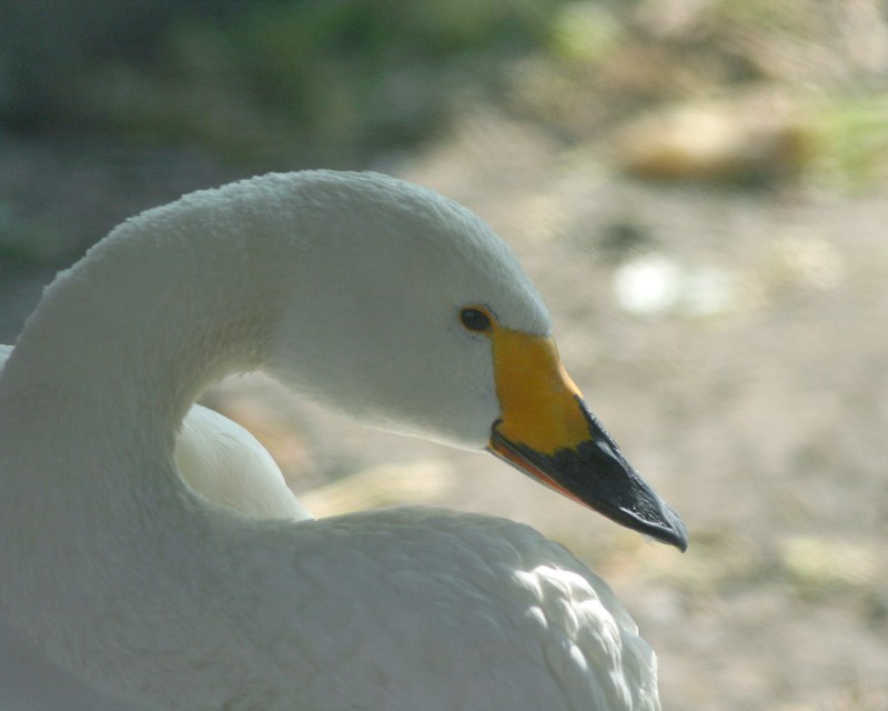 足環を付けた白鳥・・No0806_e0103903_21195119.jpg