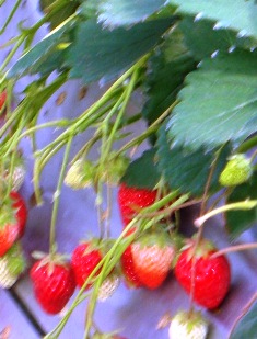 f0166704_15452411.jpg