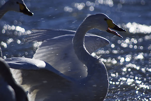 川越の越辺川の白鳥_b0010915_23555870.jpg