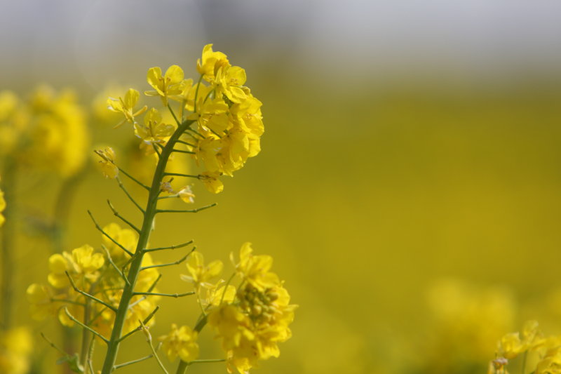 今日も菜の花で・・・(^^;_b0092844_21104953.jpg