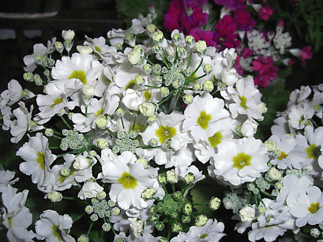 f0031546_200552.gif