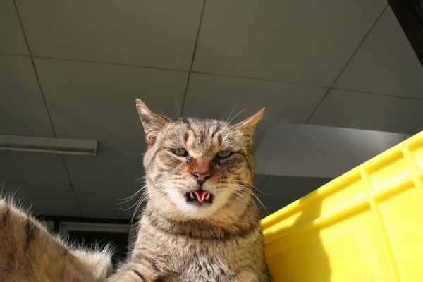 エクソシスト猫 猫好きの方ごめんなさい 長男の中庭