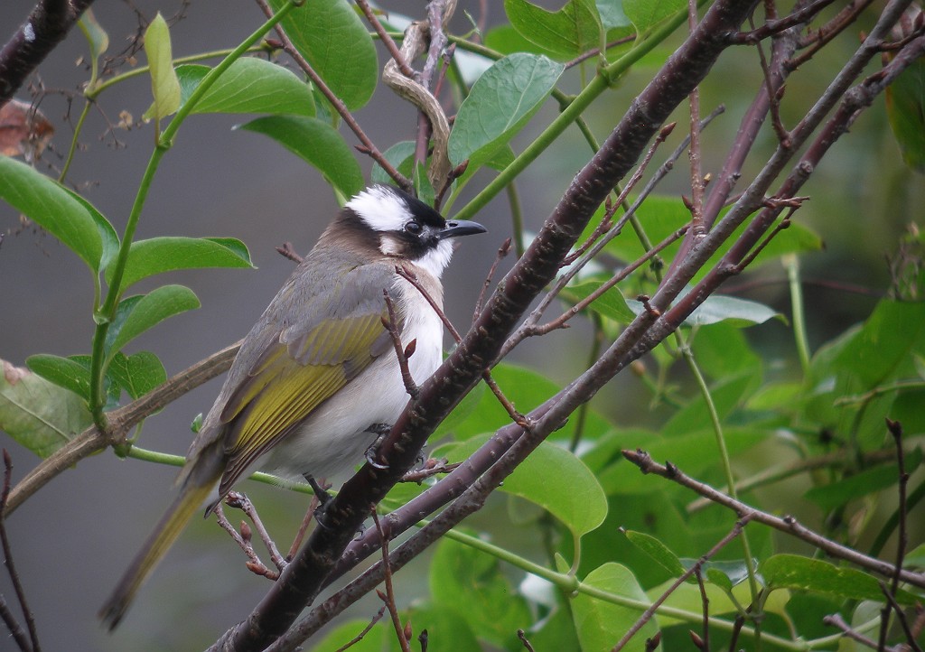 台湾の野鳥２_b0039170_21313998.jpg