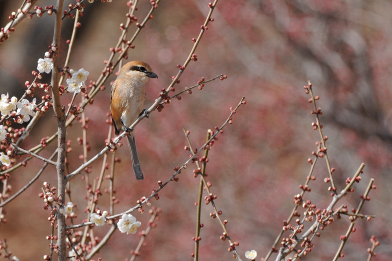 紅白梅にモズ_f0053272_12175235.jpg