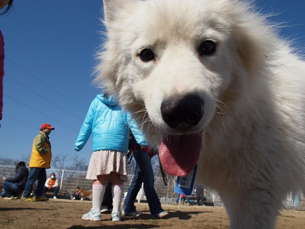 200902ドッグラン毛呂山 06_c0109780_1934234.jpg