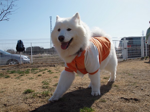 200902ドッグラン毛呂山 06_c0109780_1941292.jpg