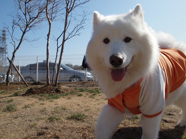 200902ドッグラン毛呂山 06_c0109780_194209.jpg
