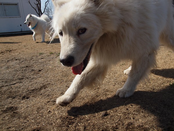 200902ドッグラン毛呂山 06_c0109780_1943430.jpg
