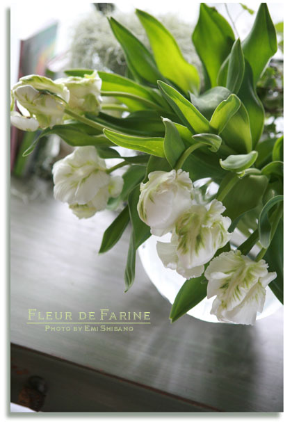 スーパーパロット Fleur De Farine