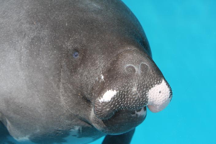 アマゾンマナティー ぱんだうま園 アマゾンマナティー ぱんだうま園