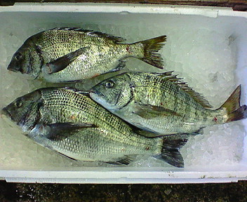 黒鯛 クロダイ 玉島魚市場 お魚情報 黒鯛 クロダイ 玉島魚市場 お魚情報