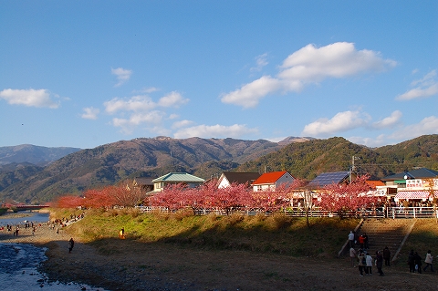 河津桜_c0136008_2152359.jpg