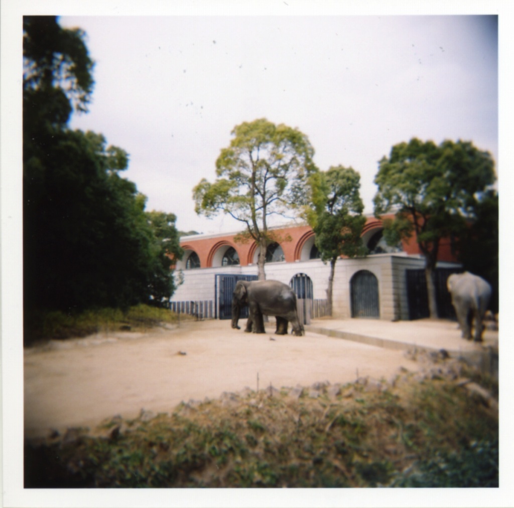 HOLGA! #zoorasia_a0000912_22125712.jpg