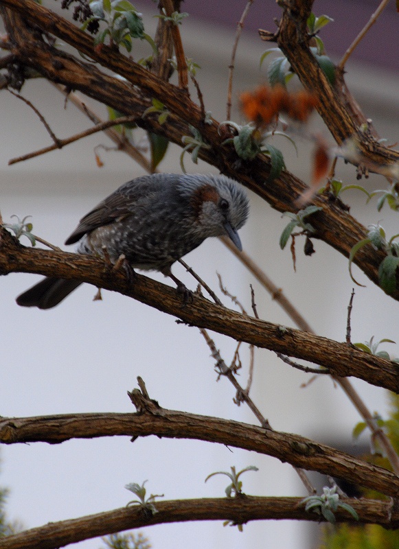 初めての「お鳥寄せ」_a0096417_21554850.jpg