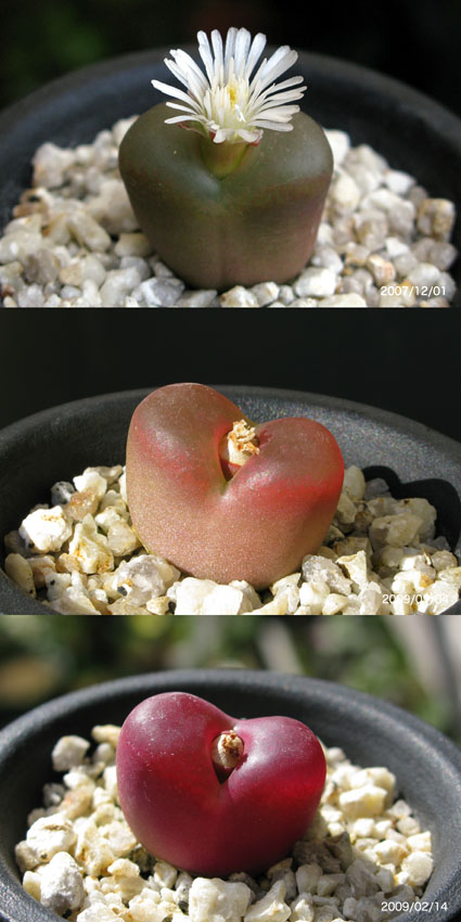 コノフィツム　マウガニー　種子20種類　10粒ずつセット 多肉植物 コノフィツム マウガニー mix 種子 60粒 多肉植物