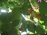 f0139520_17372912.jpg