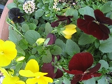 f0139520_1759919.jpg