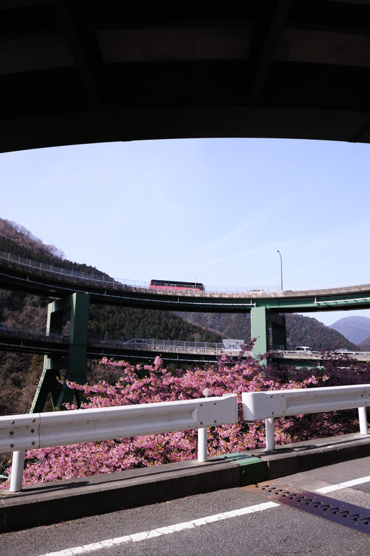 河津桜・・２_d0136628_7135731.jpg