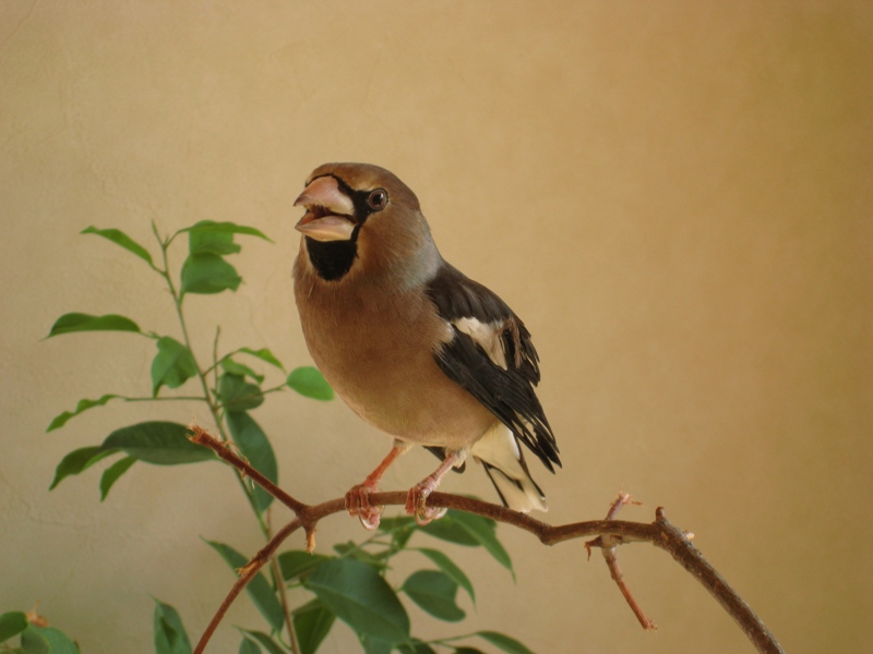 野鳥の幸せって 札幌発 け ぞの季節日記