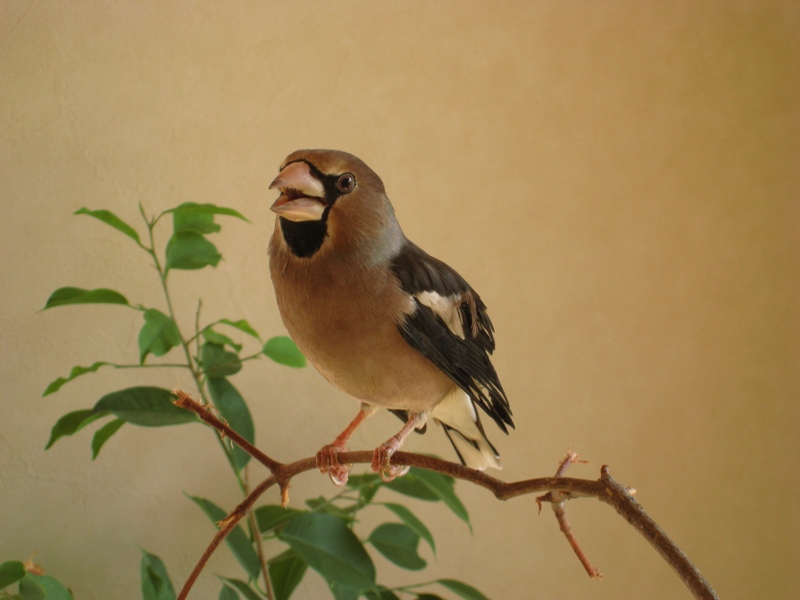 野鳥の幸せって・・・・_a0114629_20492088.jpg