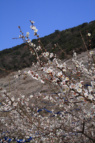 梅の花2009_c0119036_0181398.jpg