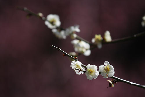 梅の花2009_c0119036_02072.jpg