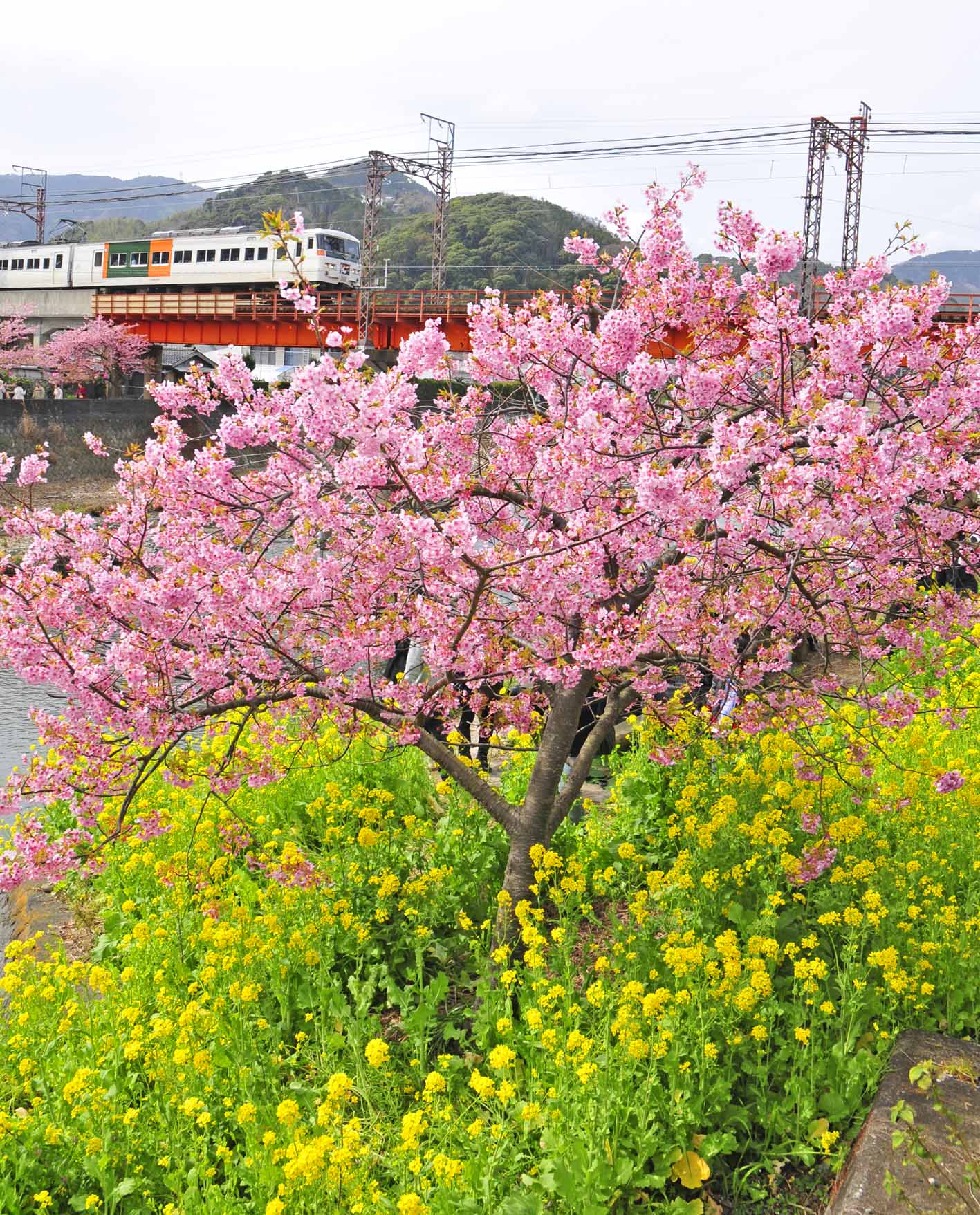 桜から見る電車_e0157647_2121056.jpg