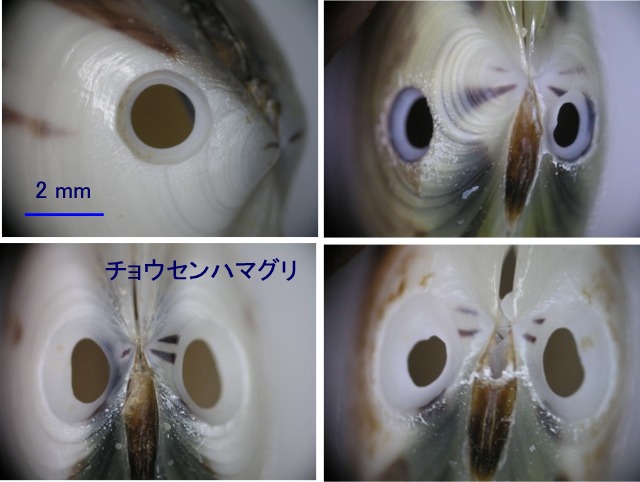 ツメタガイはチョウセンハマグリの左右の殻を選ぶか Beachmollusc ひむかのハマグリ ツメタガイはチョウセンハマグリの左右の殻を選ぶか Beachmollusc ひむかのハマグリ
