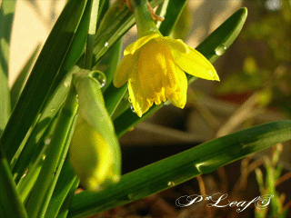 c0176651_1654278.gif