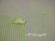 c0176651_1659474.gif