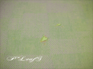 c0176651_170272.gif