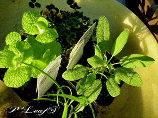 c0176651_1742645.gif