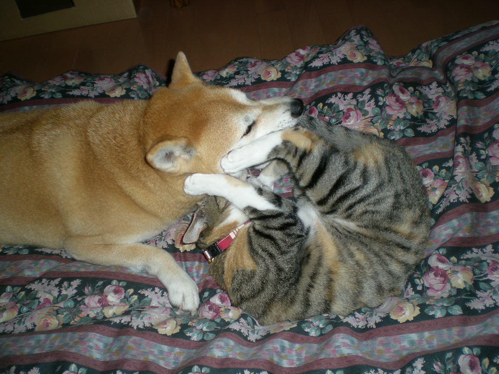 2009年2月24日(火)寒い日の過ごし方は・・・・・_f0060461_20113520.jpg