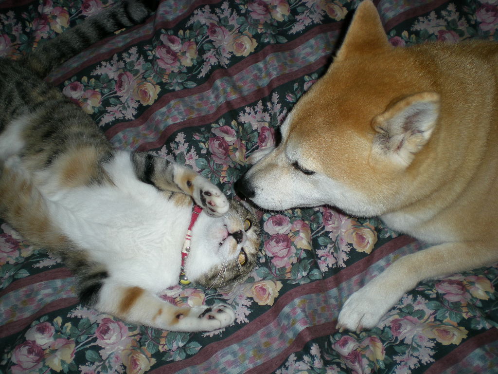 2009年2月24日(火)寒い日の過ごし方は・・・・・_f0060461_2075075.jpg