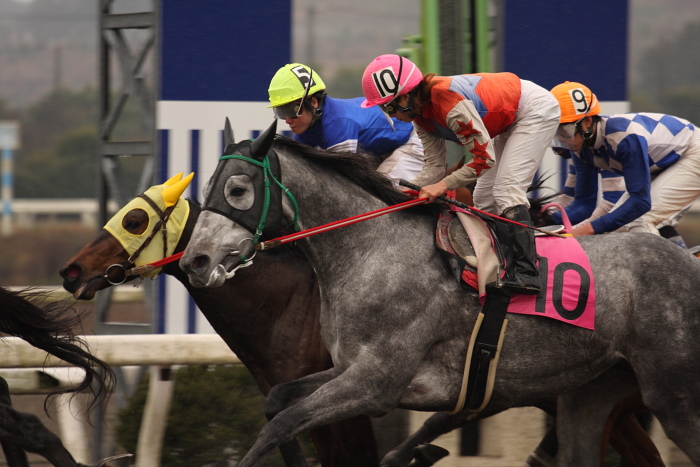 2009年2月22日（日） 高知競馬 6R_a0077663_18183821.jpg