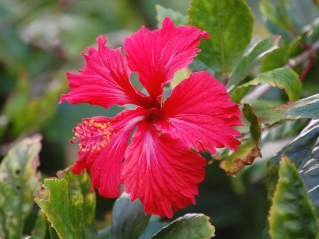 仏桑花 ブッソウゲ 新 四季の花