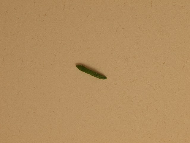 b0135573_14593669.jpg