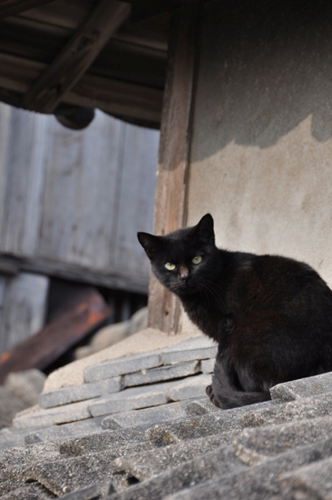島猫写真～男木島・女木島の猫_e0171573_0192160.jpg