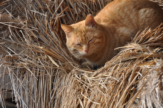 島猫写真～男木島・女木島の猫_e0171573_0194128.jpg