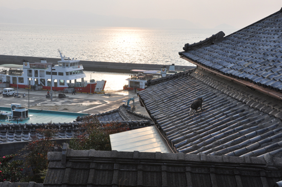 島猫写真～男木島・女木島の猫_e0171573_019447.jpg