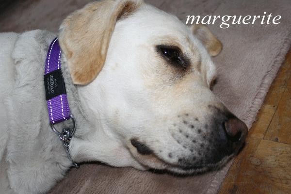 b0136683_1616837.gif